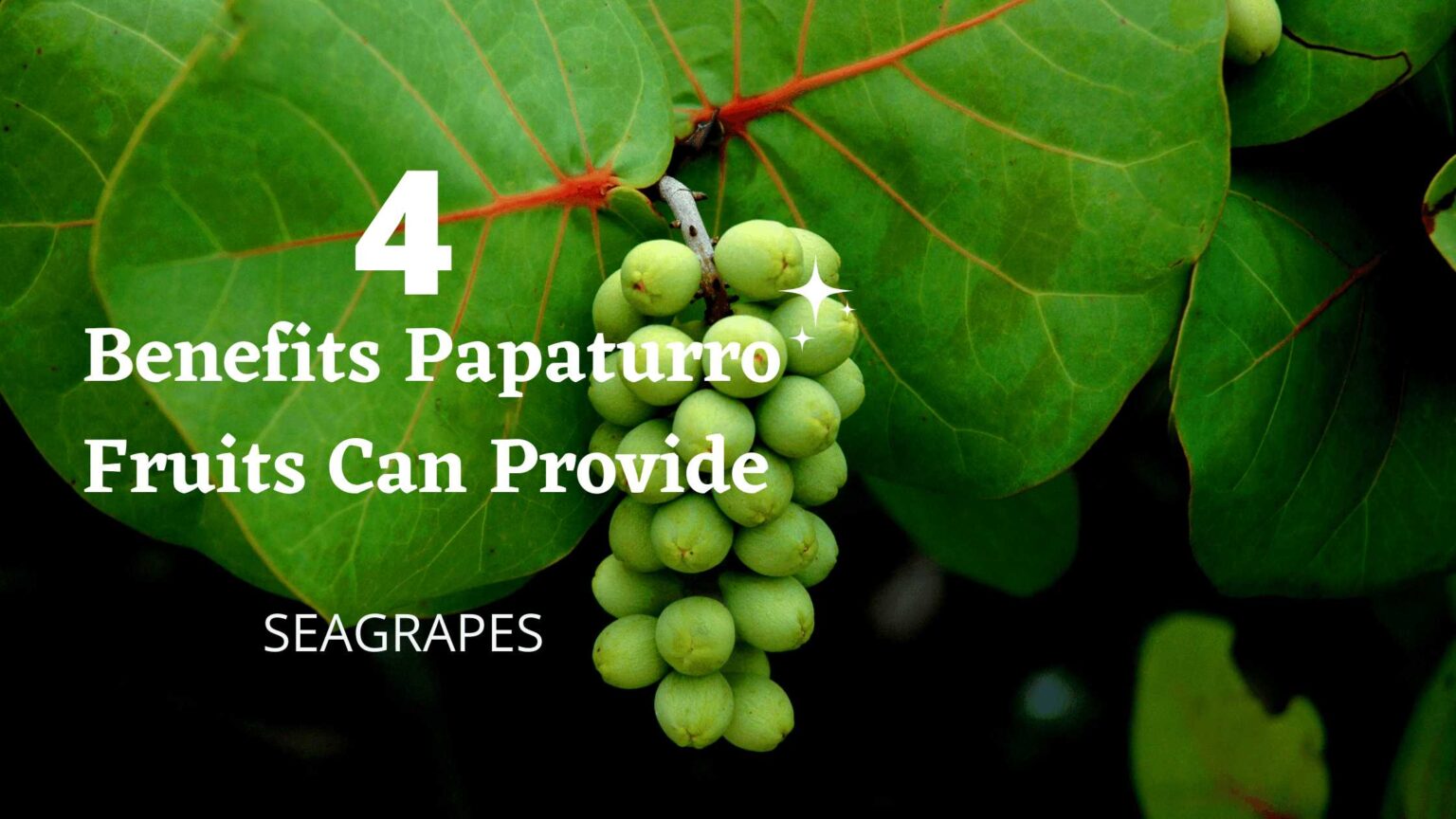 4-benefits-papaturro-fruits-can-provide-healthy-lifestyle